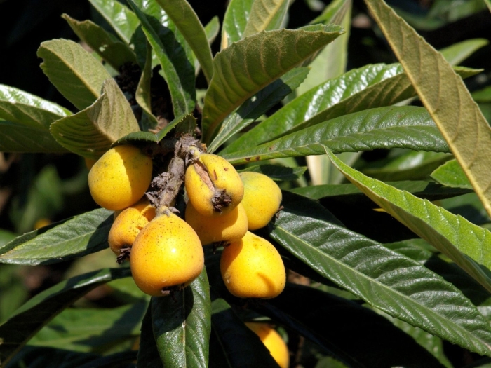 Шесек мушмула