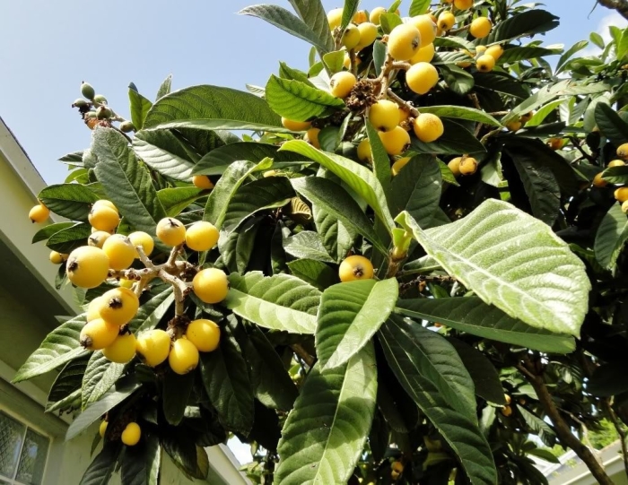 Мушмула германская сандра