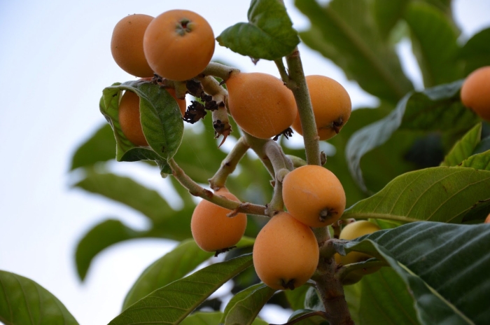 Мушмула растение