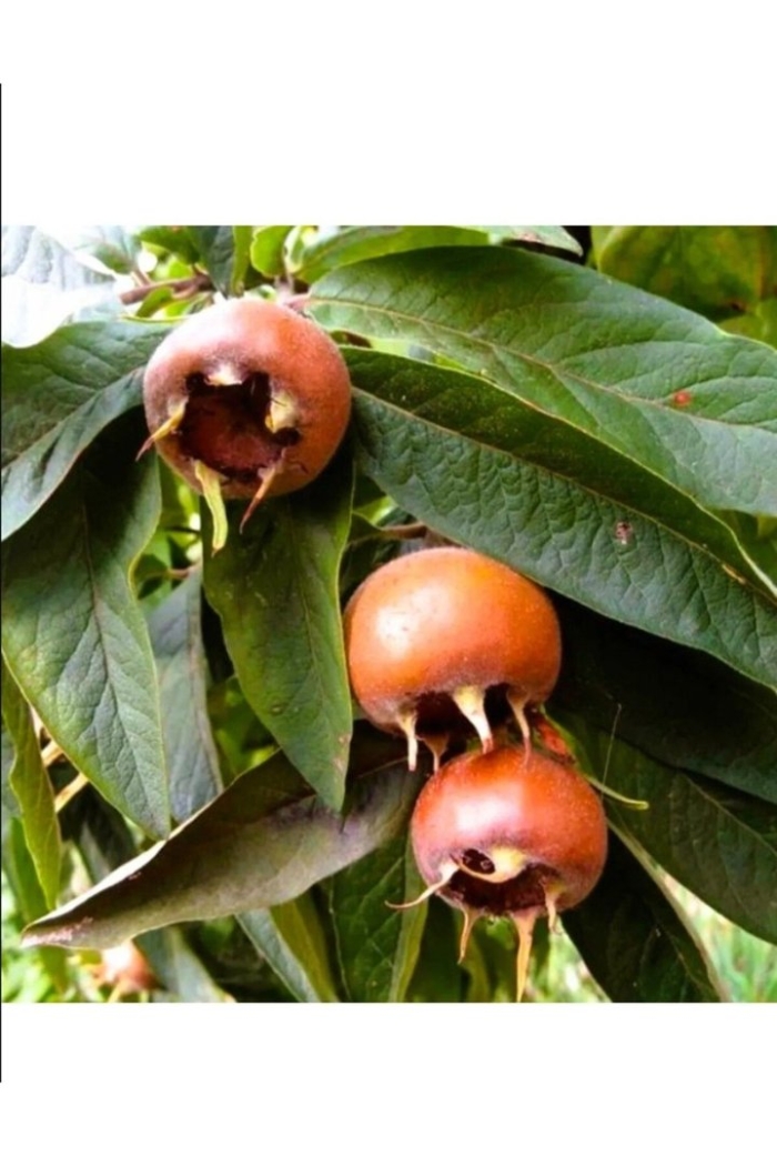 Мушмула германская фрукт