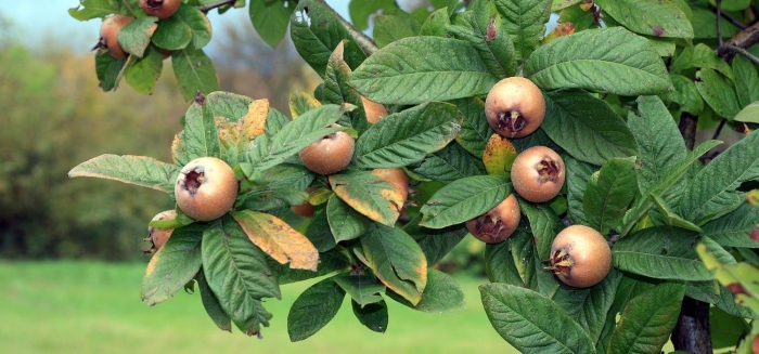 Мушмула германская дерево