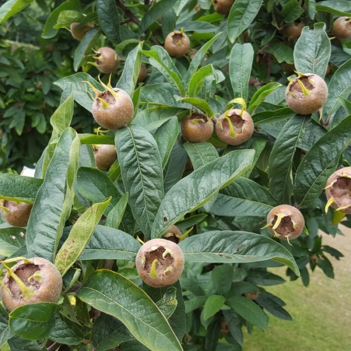 Мушмула германская косточки