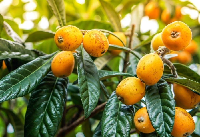 Саженец мушмула