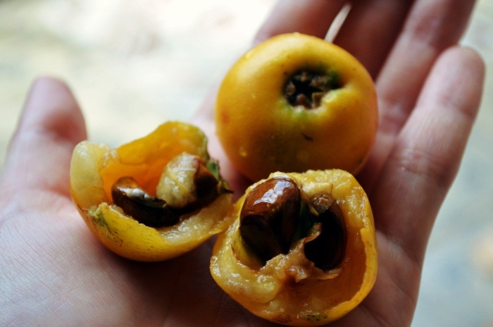 Мушмула японская локва