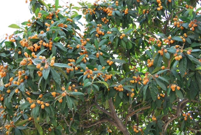 Дерево мушмула