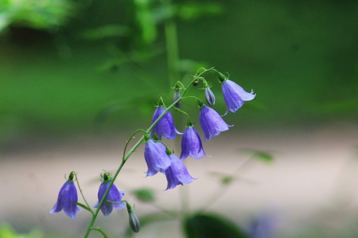 Колокольчик полевой цветок