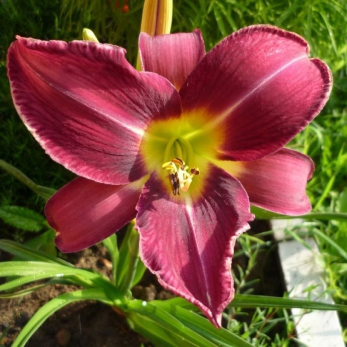 Лилейник белла лугози