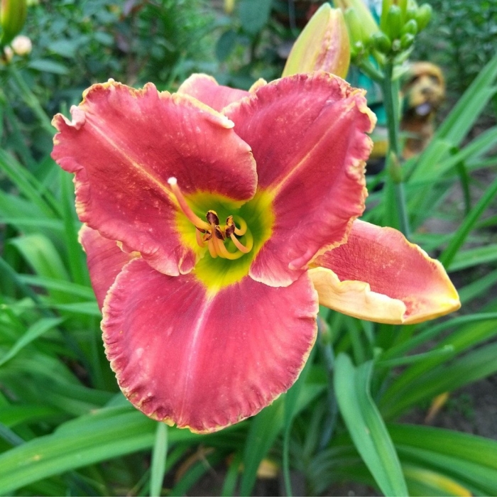 Сорьлвые лилейник