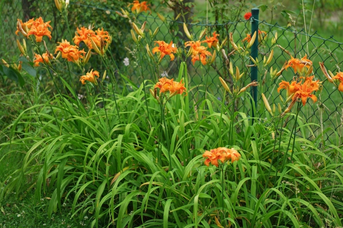 Лилейник оранжевый хемерокалис