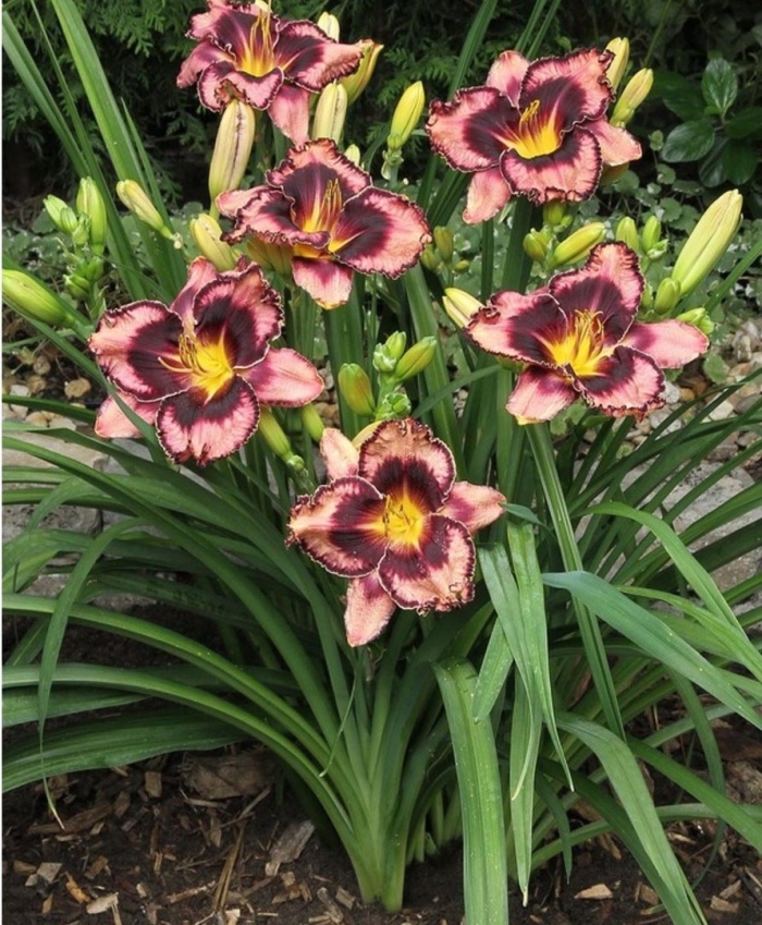 Лилейник simmons overture