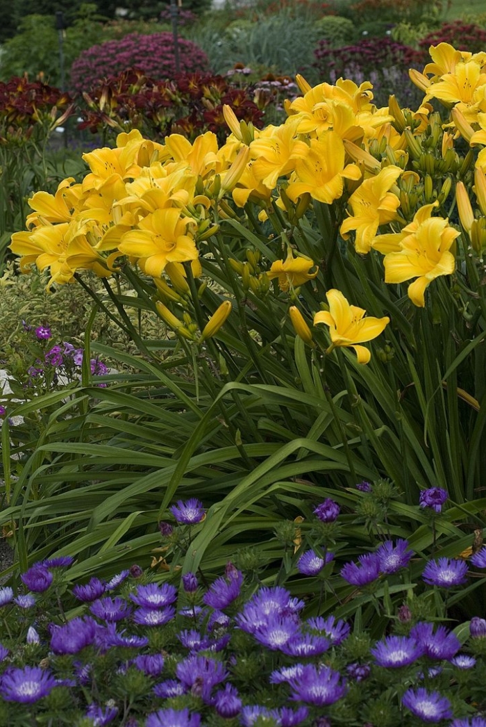 Лилейник йеллоу