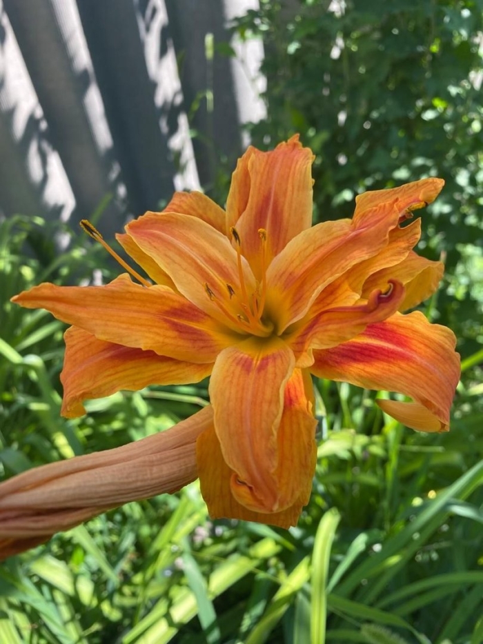 Лилейник fulva kwanso