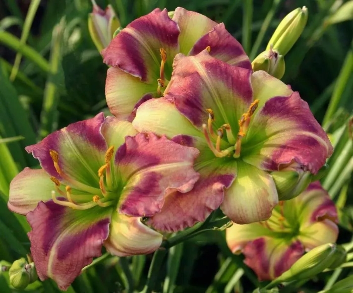 Лилейник грин эрроу