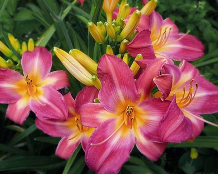 Лилейник blue sheen