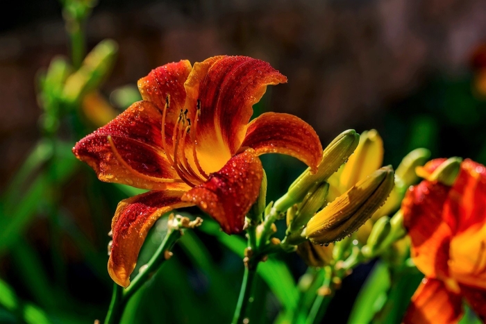 Лилейник эмперор