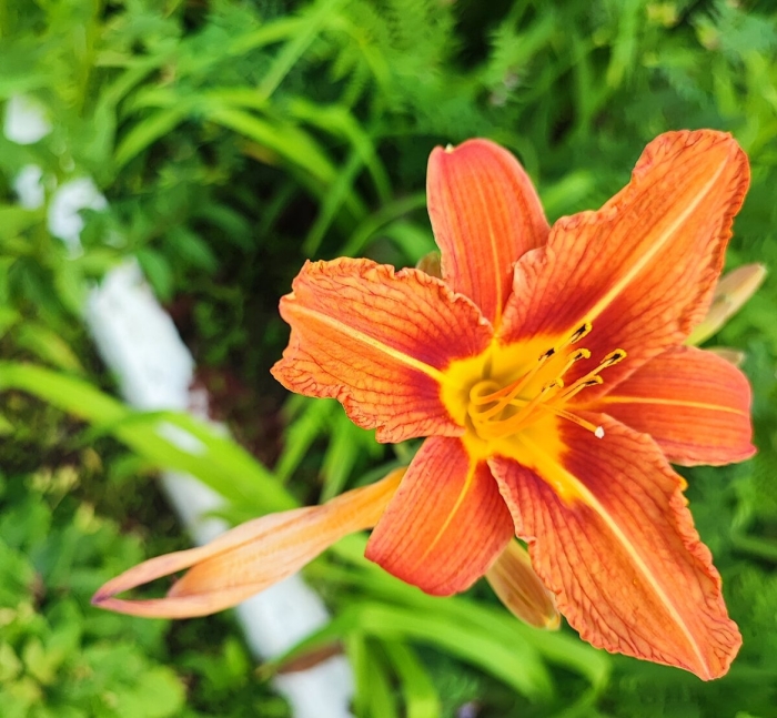 Лилейник оранжевый обычный