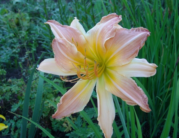 Лилейник джейн свон