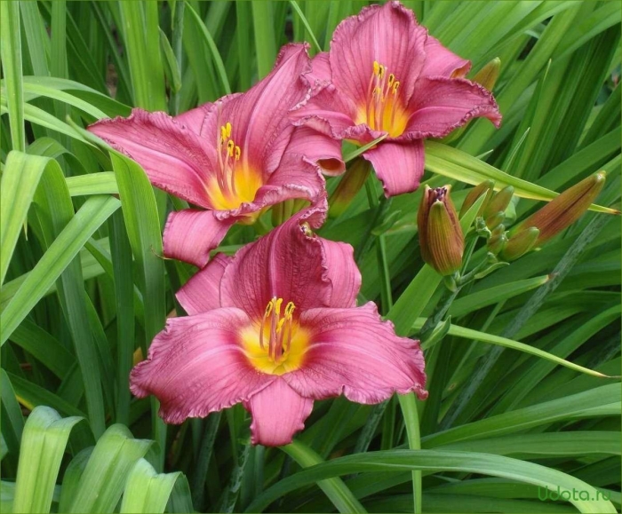 Лилейник вассав айленд