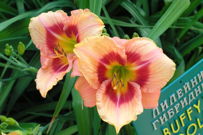 Лилейник распберри кэнди