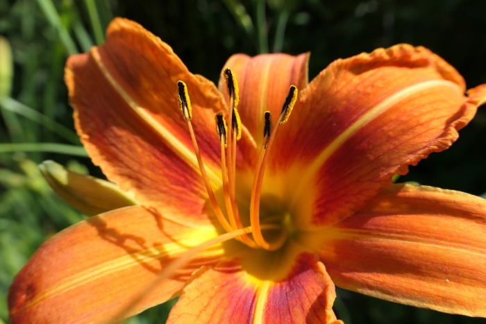 Лилейник цветок