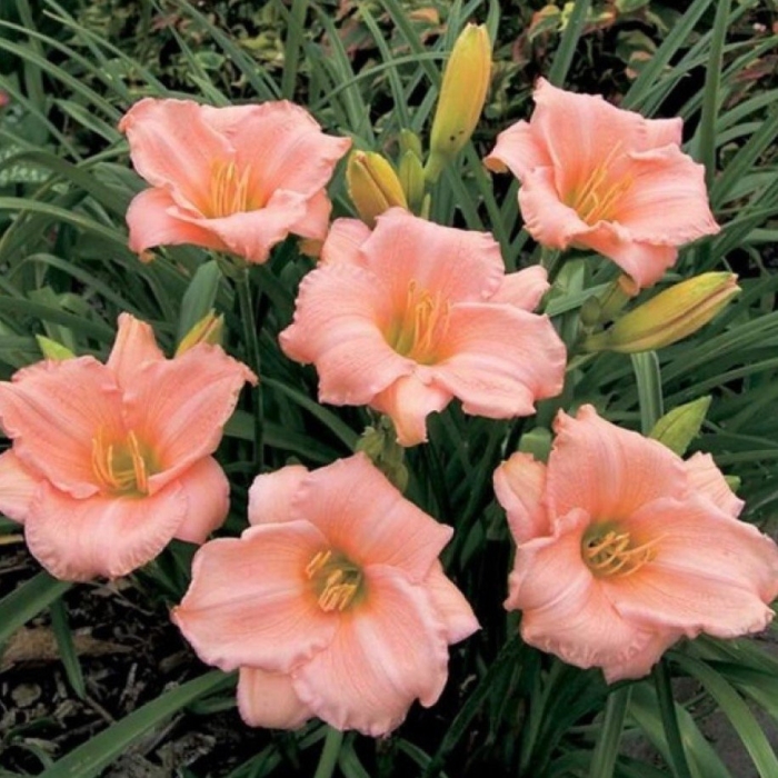 Лилейник 'on and on'