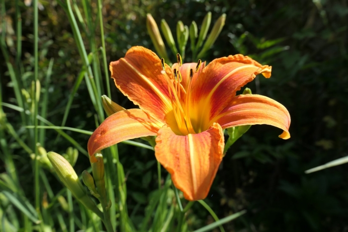 Лилейник буро-желтый (hemerocallis fulva)