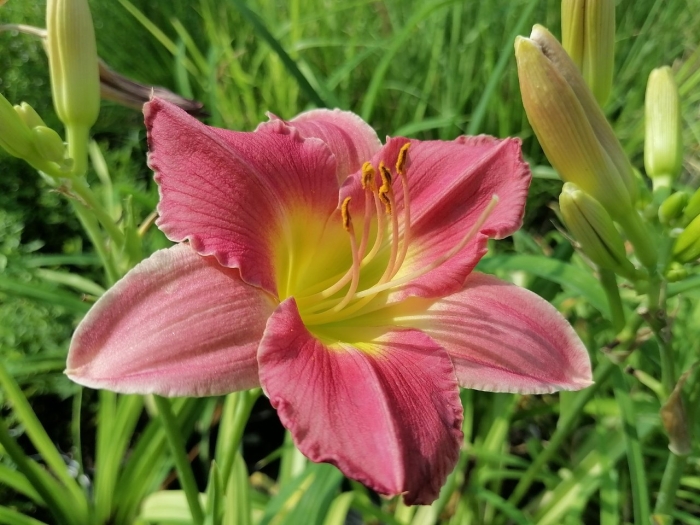 Лилейник гибридный файнал тач