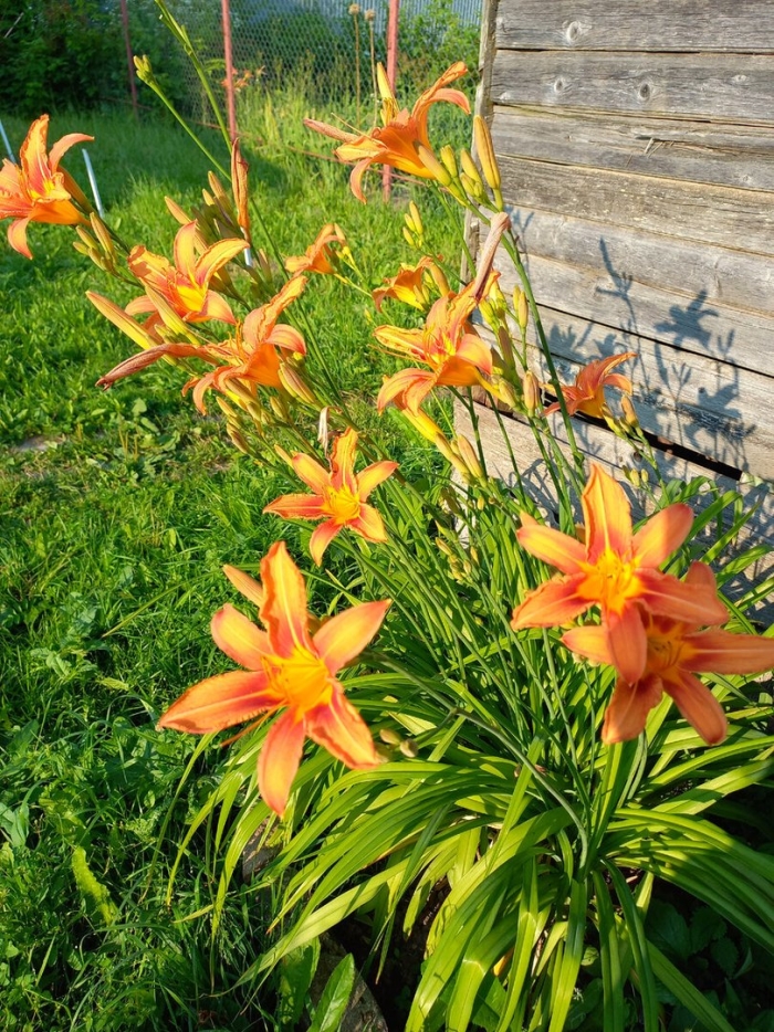 Лилейник в саду