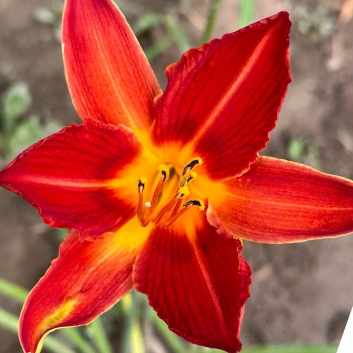 Лилейник гибридный кримсон пират