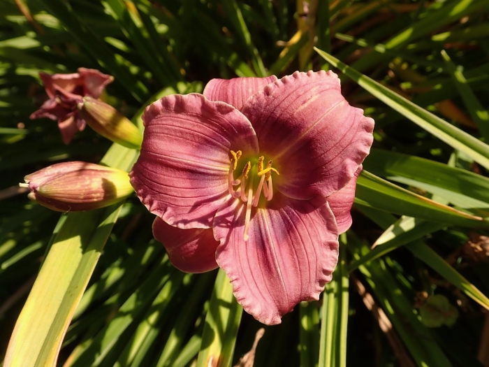 Цветок лилейник