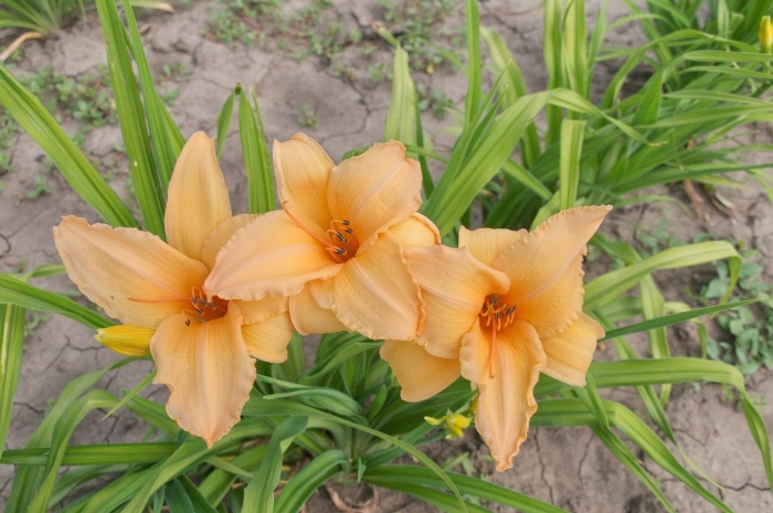 Лилейник bali hai