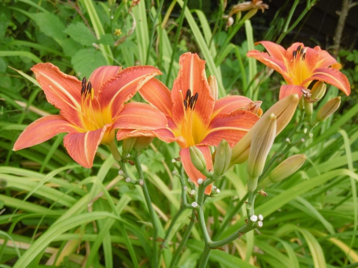 Лилейник оранжевый хемерокалис