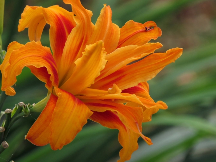 Hemerocallis fulva (l.) l. красноднев рыжий