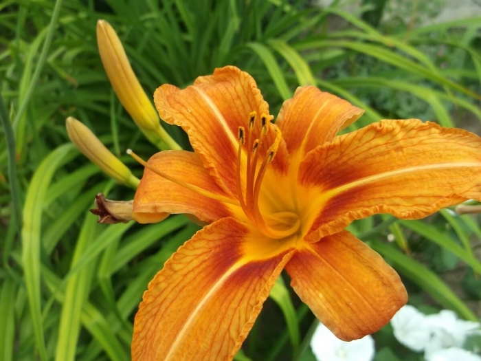 Лилейник обыкновенный оранжевый