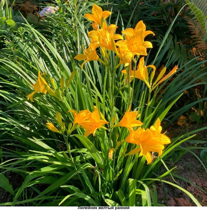 Лилейник ранний желтый миддендорфа