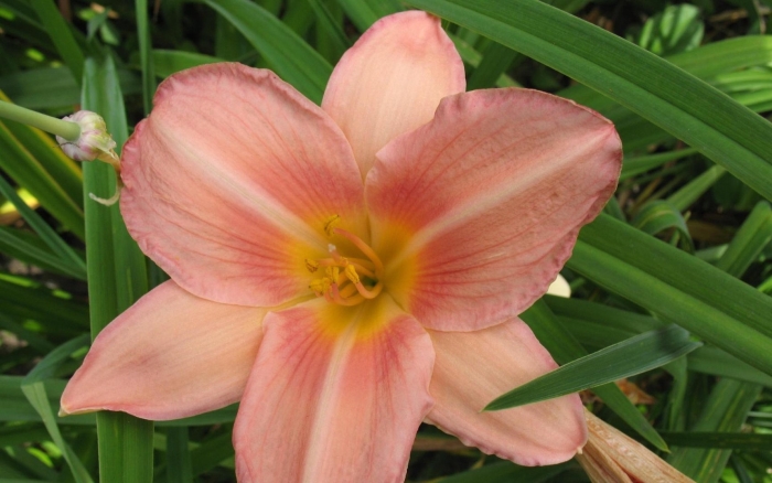 Лилейник розовый