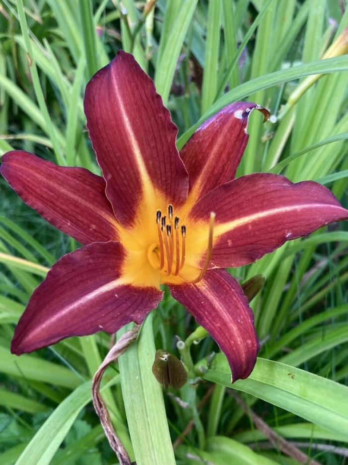 Лилейник две реки