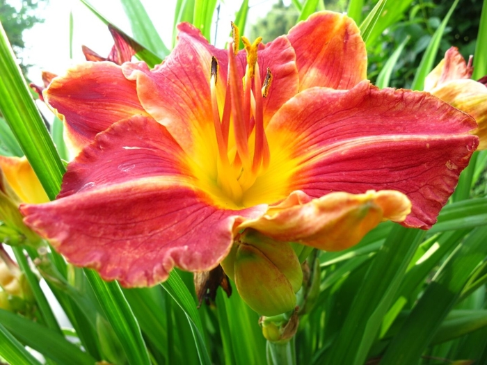 Лилейник everydaylily оранж