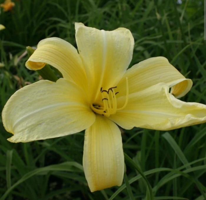 Лилейник (hemerocallis aten