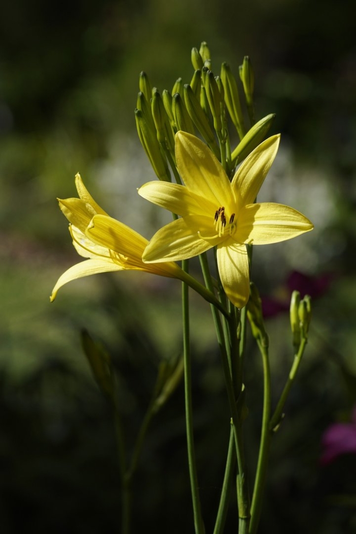 Красоднев малый — hemerocallis minor