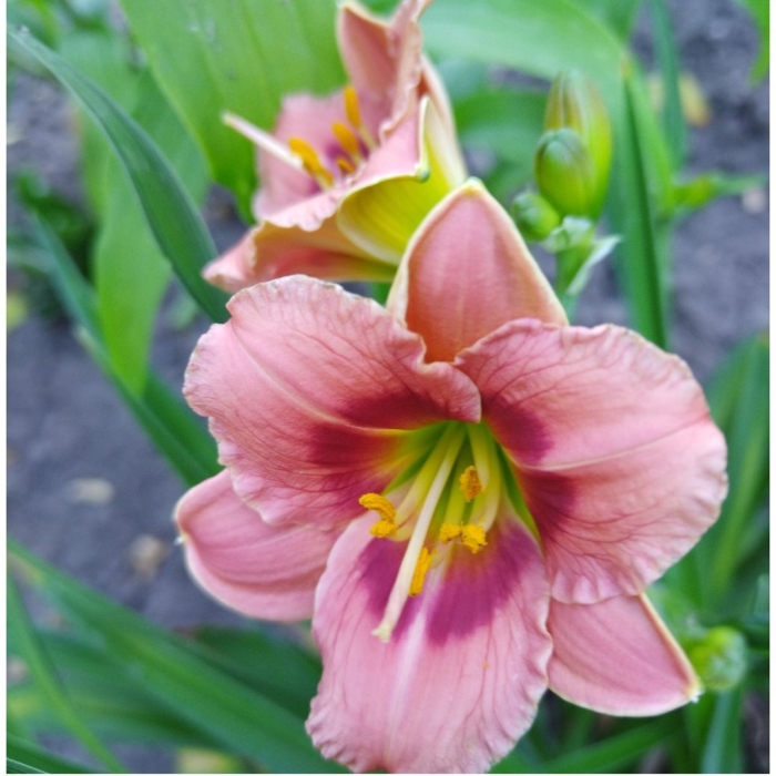 Лилейник файнал тач