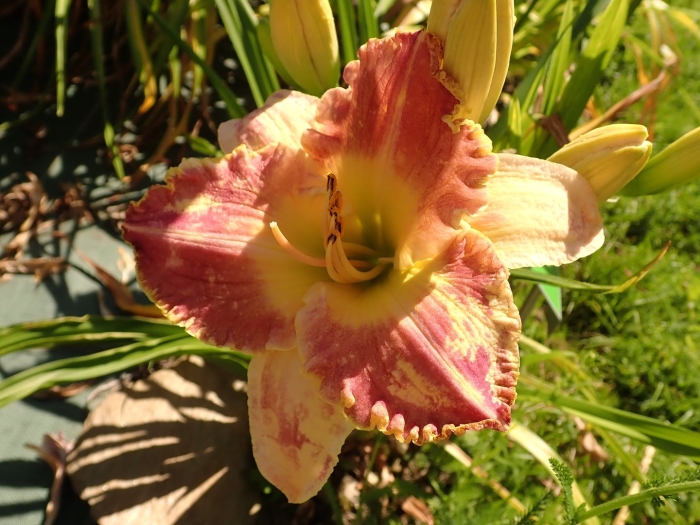 Лилейник махровый