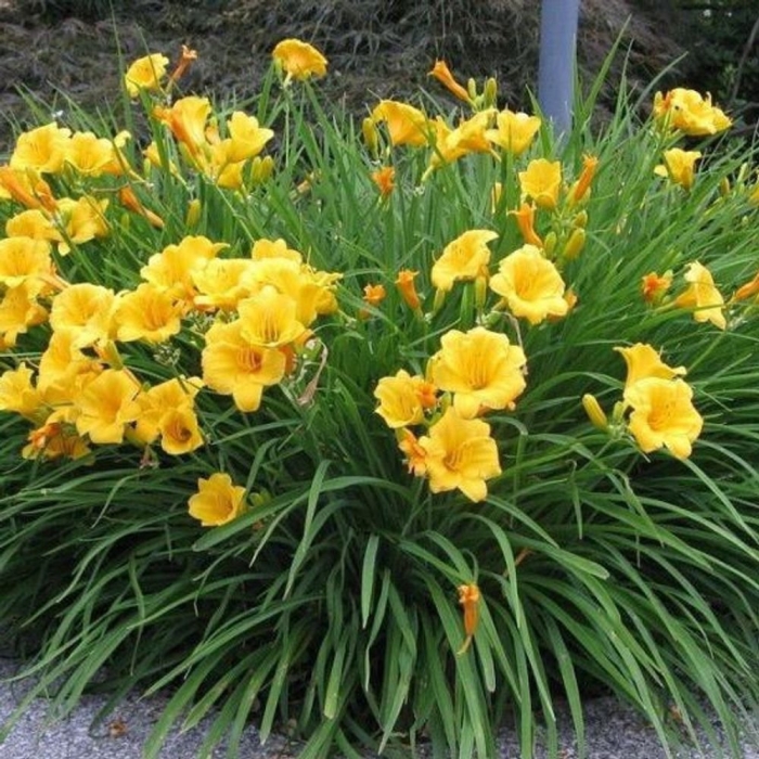 Лилейник стелла де оро