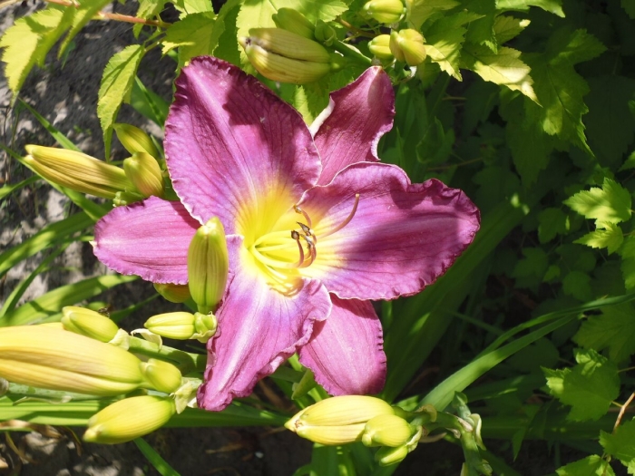 Лилейник прейри блю айс