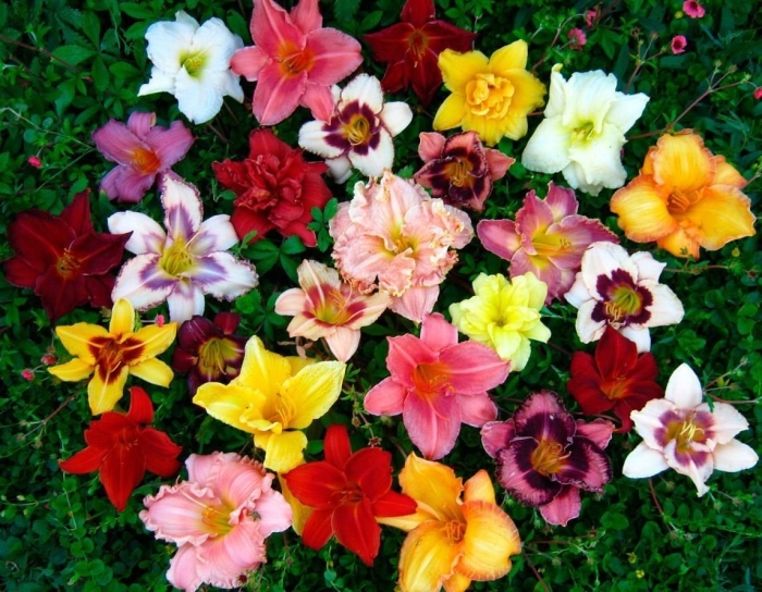 Лилейник гибридный микс