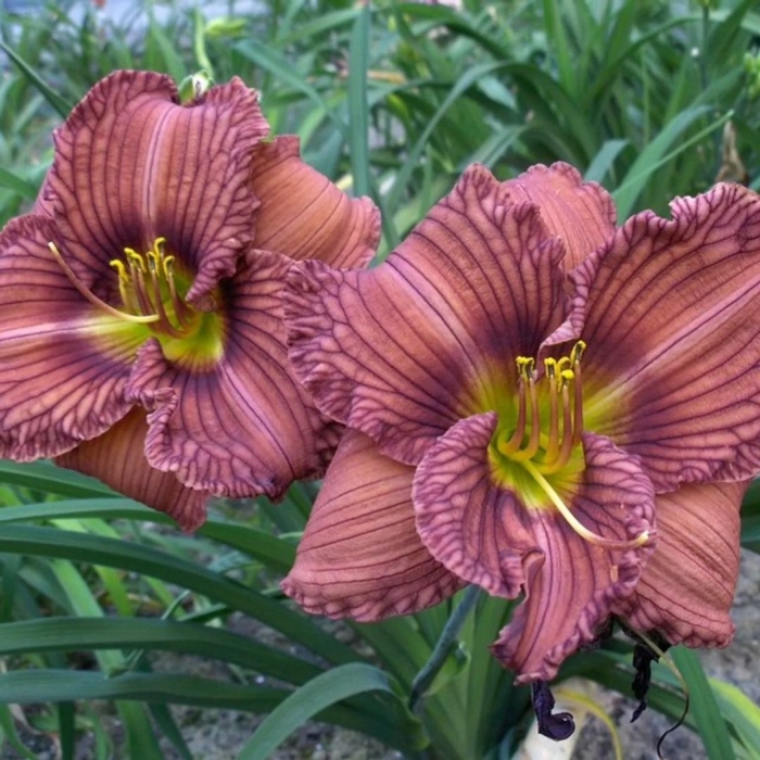 Лилейник новэе ту хайд