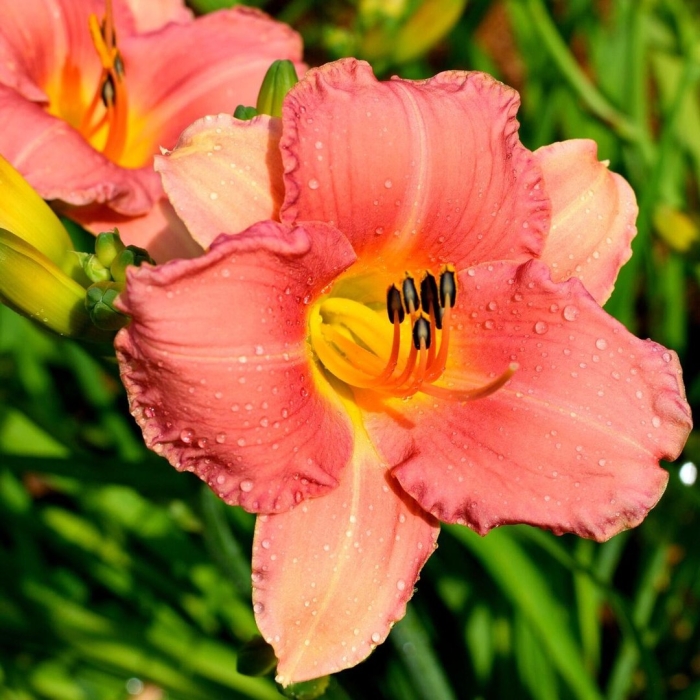 Лилейник холс пинк