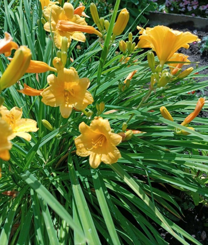 Лилейник гибридный stella de oro