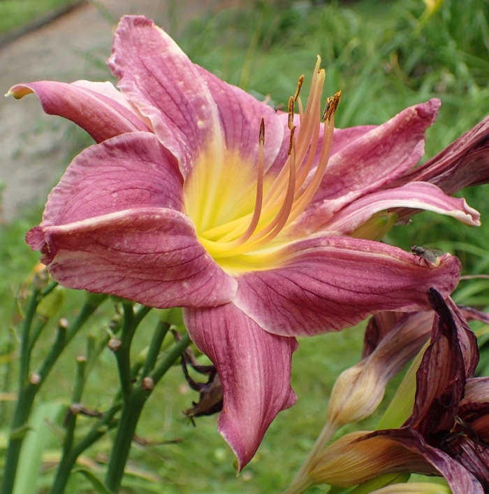 Лилейник баттерфляй