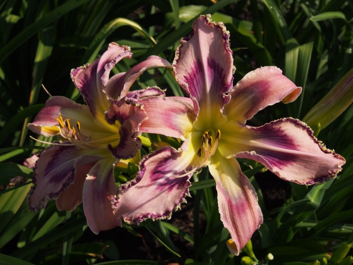 Лилейник entwined in the vine